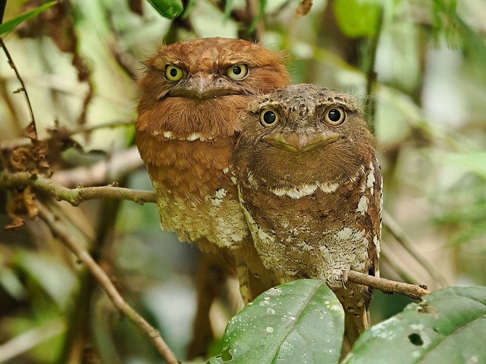 Sri Lanka frogmouth, Sri Lanka, South Asia art print by Joe and Maryann McDonald for $57.95 CAD