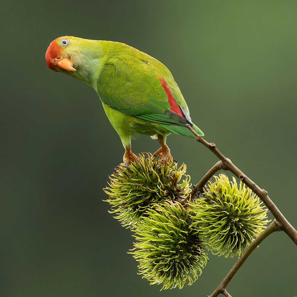 Sri Lanka hanging parrot, Sri Lanka, South Asia art print by Joe and Maryann McDonald for $57.95 CAD