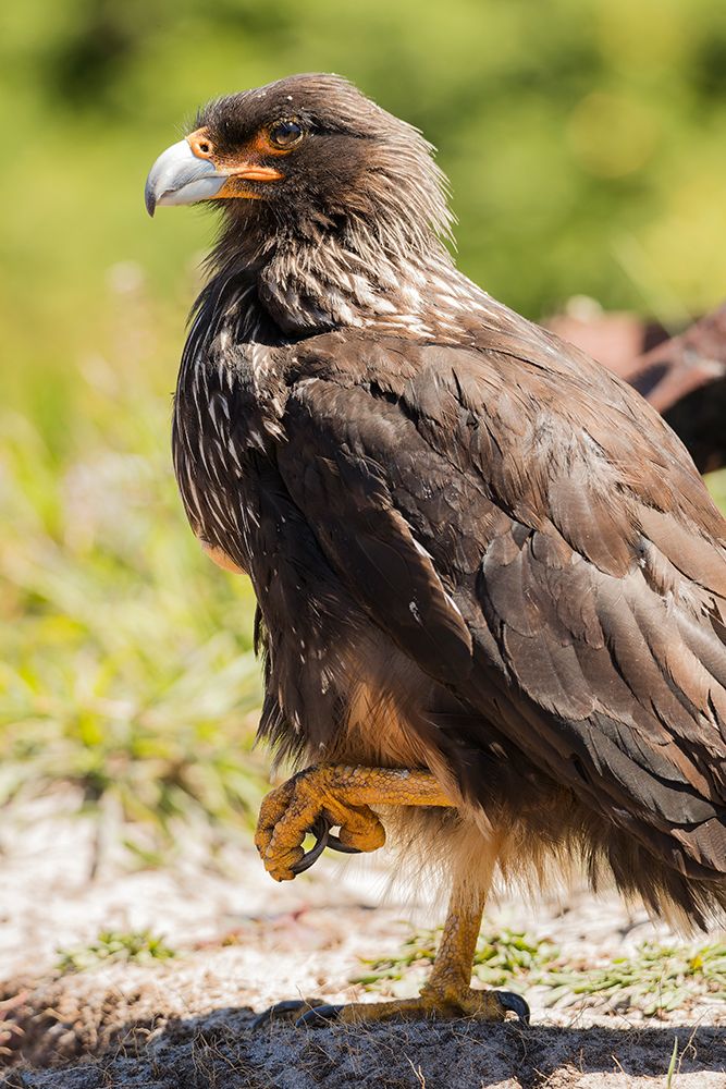 Striated caracara adult resting with one foot up, Carcass Island, Falkland Islands, South Atlantic art print by Joe and Maryann McDonald for $57.95 CAD