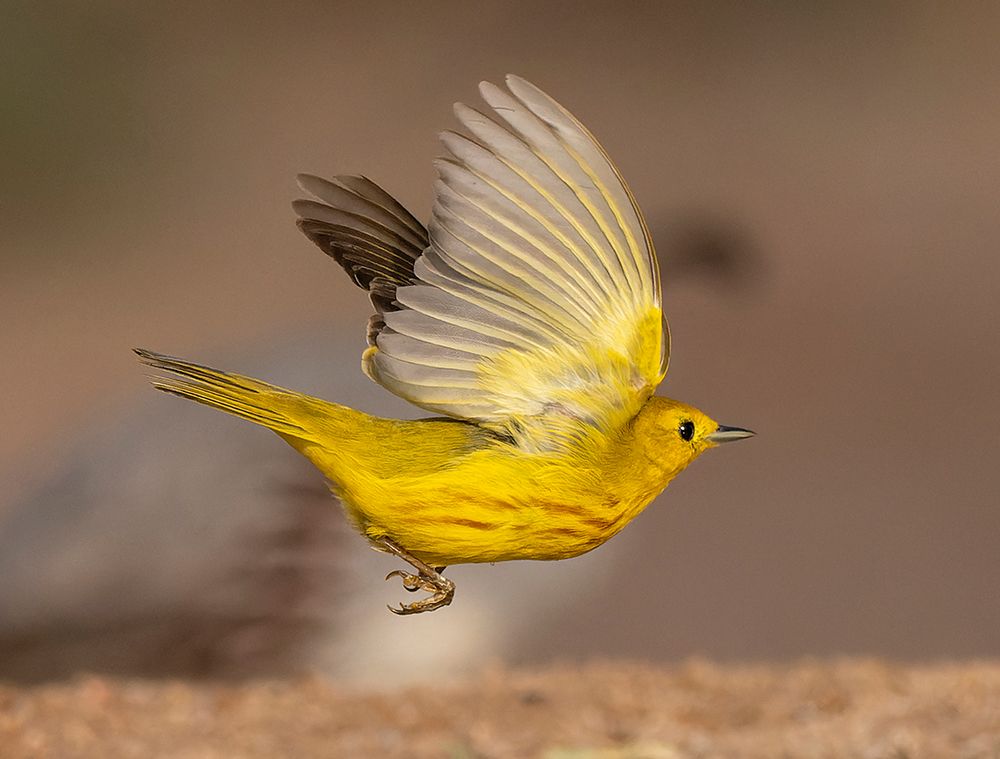 Yellow warbler, Arizona, USA art print by Joe and Maryann McDonald for $57.95 CAD