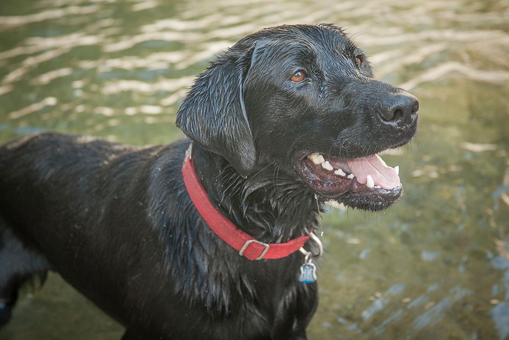 Black Labrador dog portrait in the water. art print by Merrill Images for $57.95 CAD