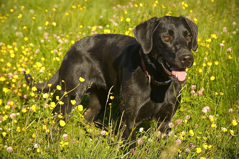 Black Labrador dog portrait in grass and yellow flowers. art print by Merrill Images for $57.95 CAD