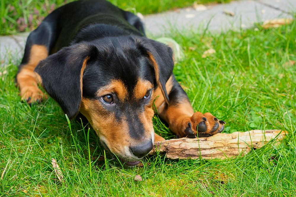 Dachshund mix puppy in grass. art print by Merrill Images for $57.95 CAD