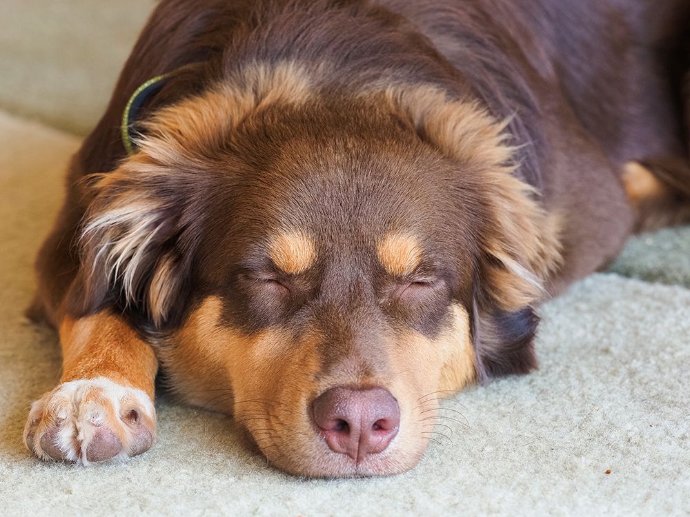 Australian Shepherd dog sleeping, close-up. art print by Merrill Images for $57.95 CAD