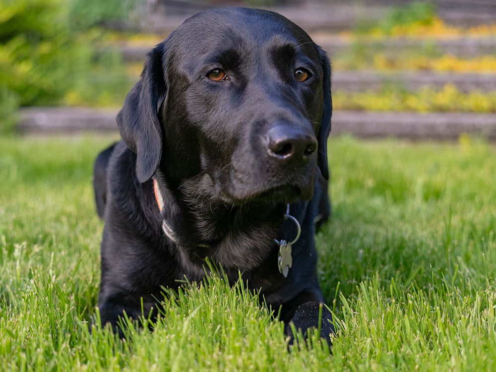 Black Labrador dog portrait outdoors. art print by Merrill Images for $57.95 CAD