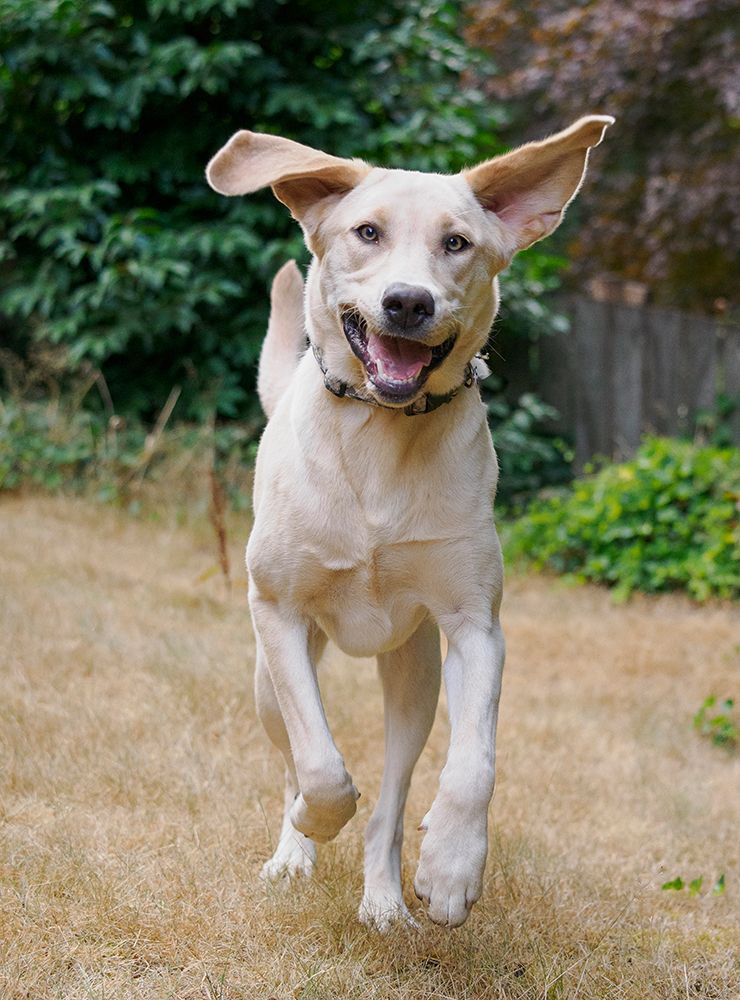 Yellow Labrador dog running toward camera. art print by Merrill Images for $57.95 CAD