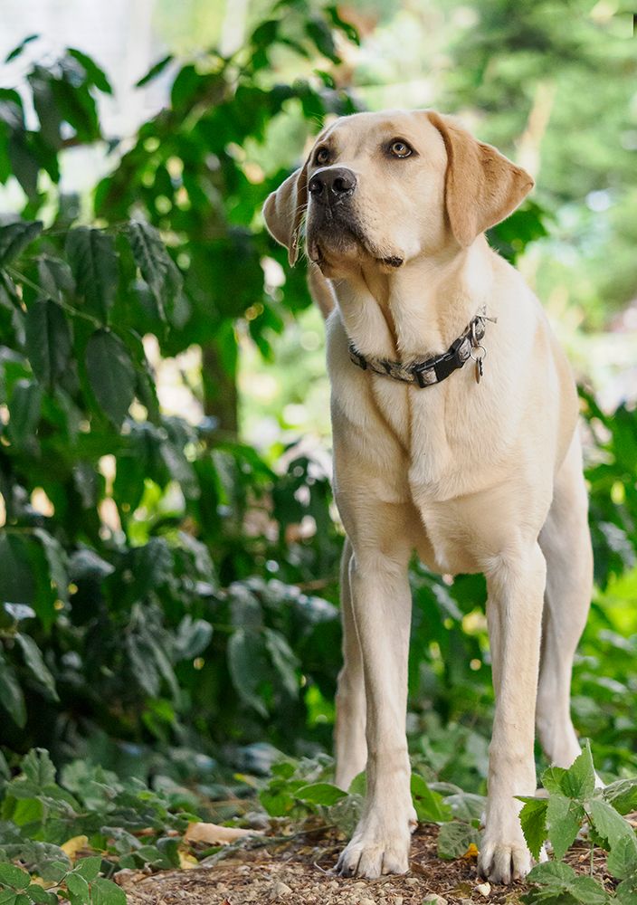 Yellow Labrador dog outdoors looking alertly at something. art print by Merrill Images for $57.95 CAD