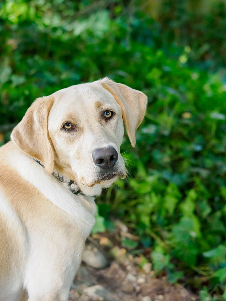 Yellow Labrador dog portrait outdoors. art print by Merrill Images for $57.95 CAD