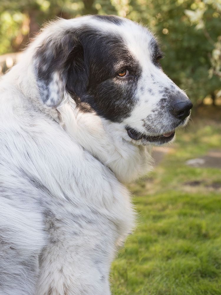 Newfoundland dog portrait. art print by Merrill Images for $57.95 CAD