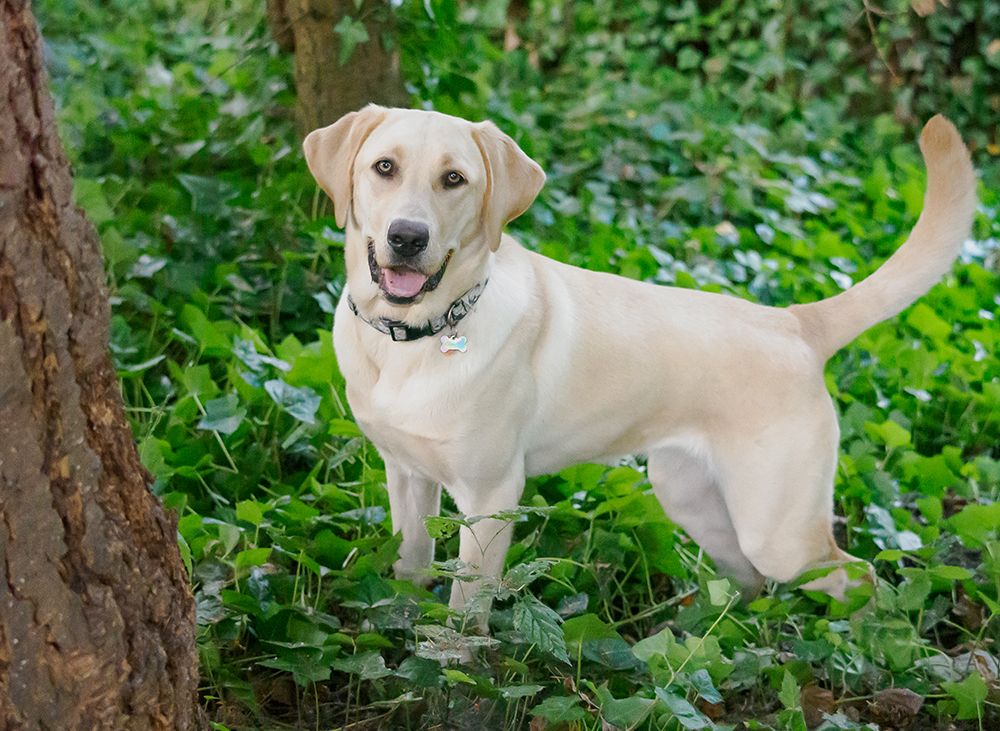 Yellow Labrador dog portrait outdoors. art print by Merrill Images for $57.95 CAD
