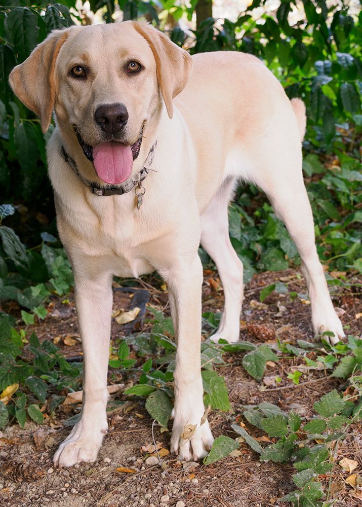 Yellow Labrador dog portrait outdoors. art print by Merrill Images for $57.95 CAD