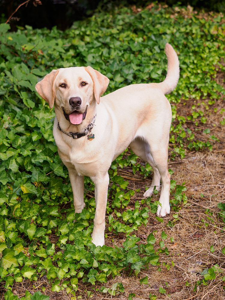 Yellow Labrador dog portrait outdoors. art print by Merrill Images for $57.95 CAD