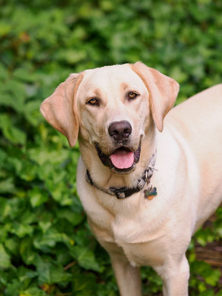 Yellow Labrador dog portrait outdoors. art print by Merrill Images for $57.95 CAD