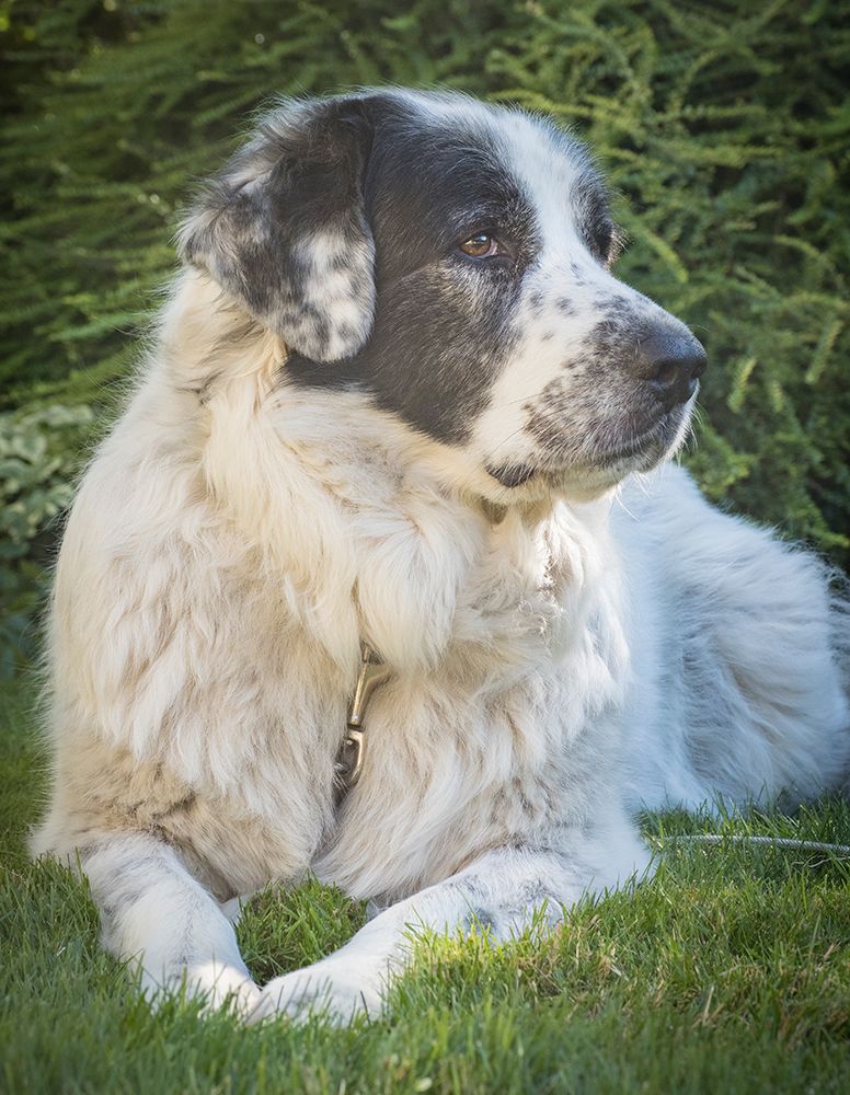 Newfoundland dog portrait. art print by Merrill Images for $57.95 CAD