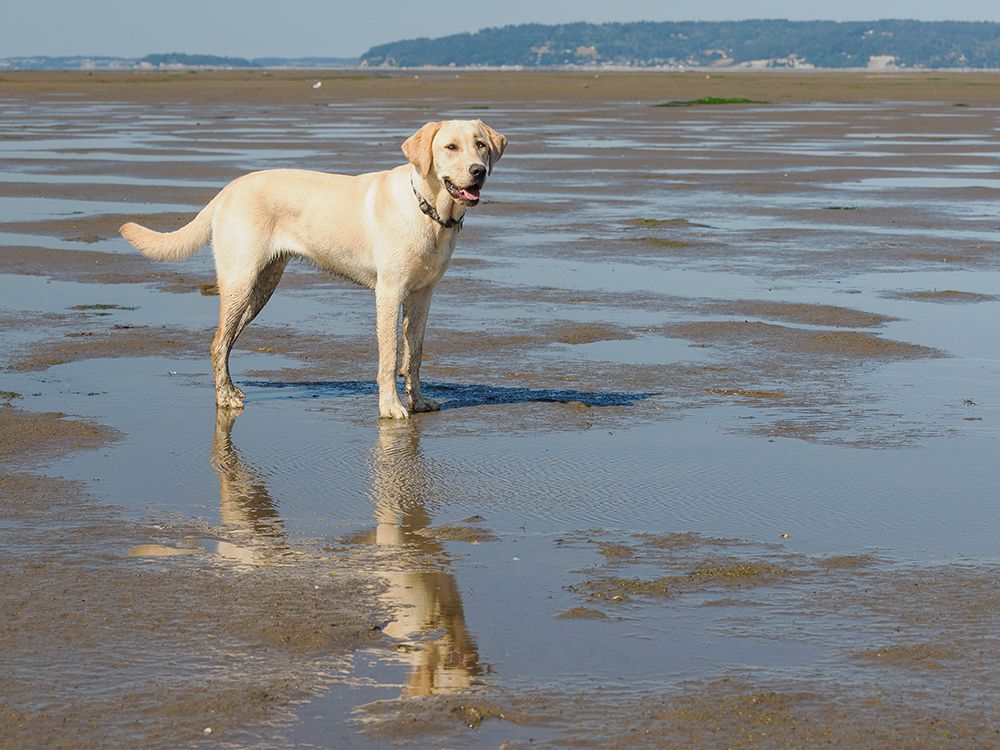 Yellow Labrador dog on a beach. art print by Merrill Images for $57.95 CAD