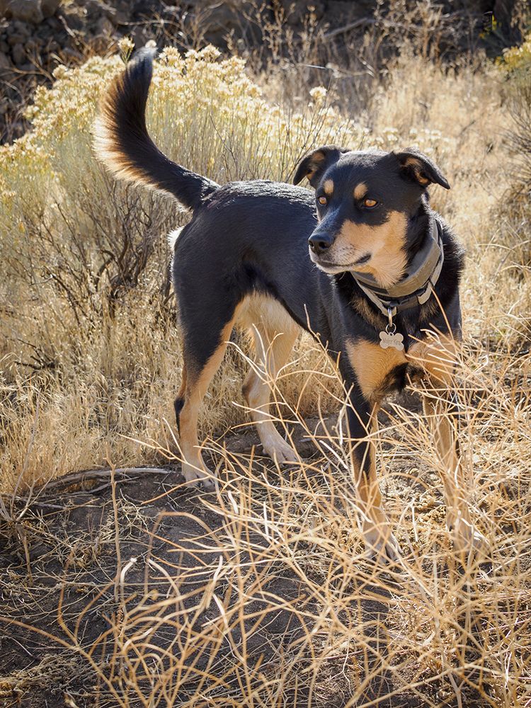Australian Kelpie dog. art print by Merrill Images for $57.95 CAD