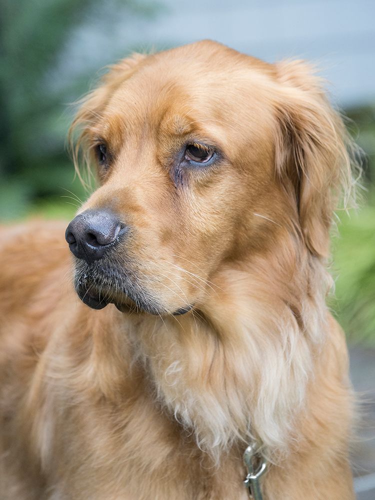 Golden Retriever dog portrait. art print by Merrill Images for $57.95 CAD