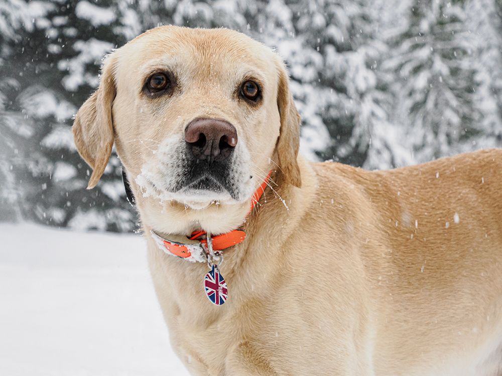 Yellow Labrador portrait outdoors in snow. art print by Merrill Images for $57.95 CAD