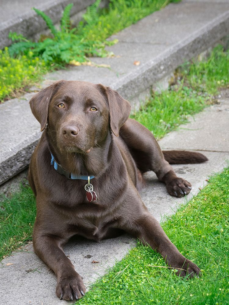 Chocolate Labrador dog portrait. art print by Merrill Images for $57.95 CAD