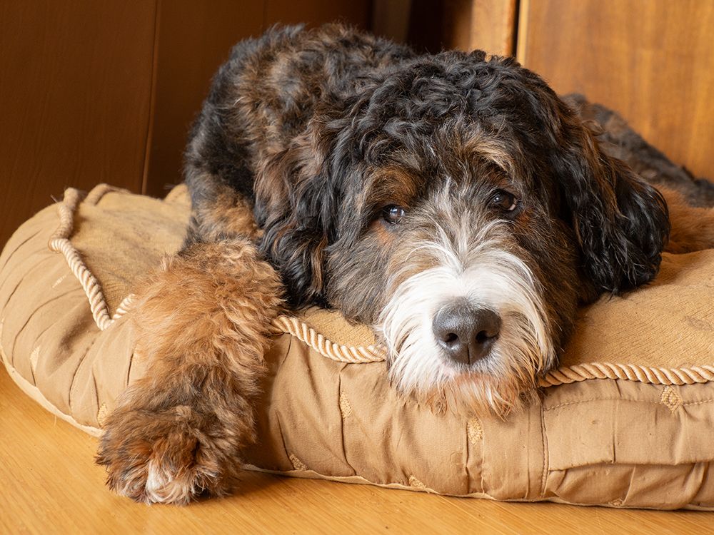 Bernedoodle dog lying on a dog bed. art print by Merrill Images for $57.95 CAD