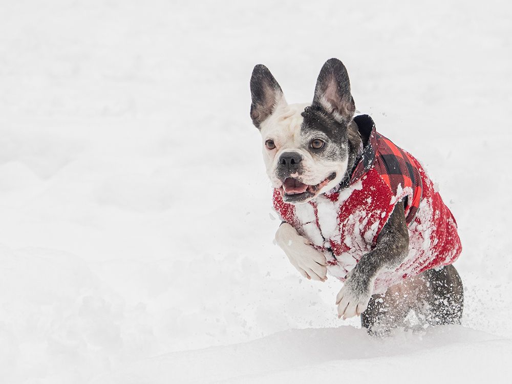 Frenchton dog running in snow. art print by Merrill Images for $57.95 CAD