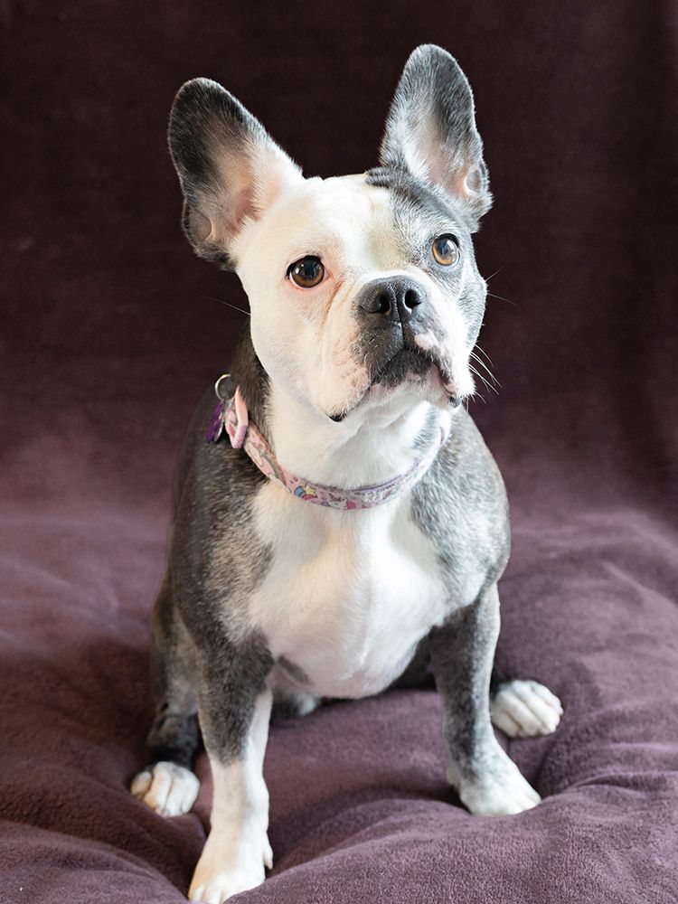 Frenchton dog studio portrait. art print by Merrill Images for $57.95 CAD