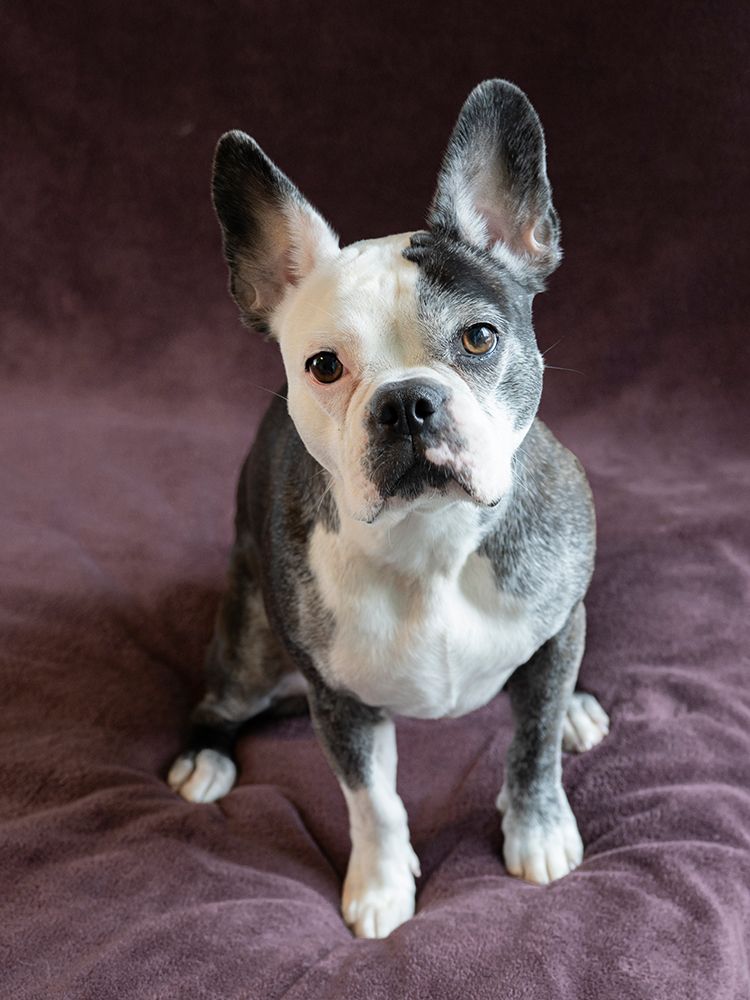 Frenchton dog studio portrait. art print by Merrill Images for $57.95 CAD