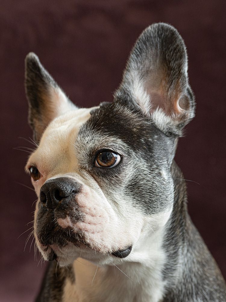 Frenchton dog studio portrait. art print by Merrill Images for $57.95 CAD