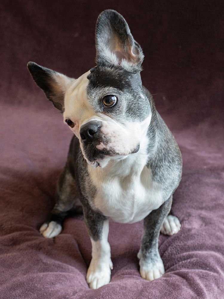 Frenchton dog studio portrait. art print by Merrill Images for $57.95 CAD