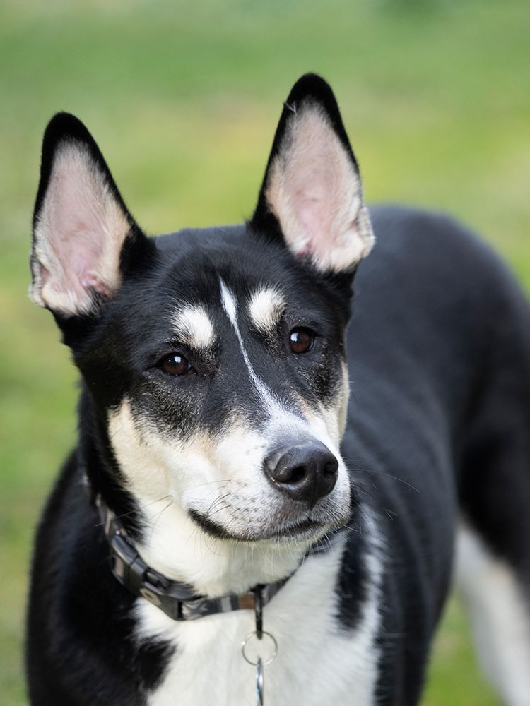 Black and white mixed breed dog portrait. art print by Merrill Images for $57.95 CAD