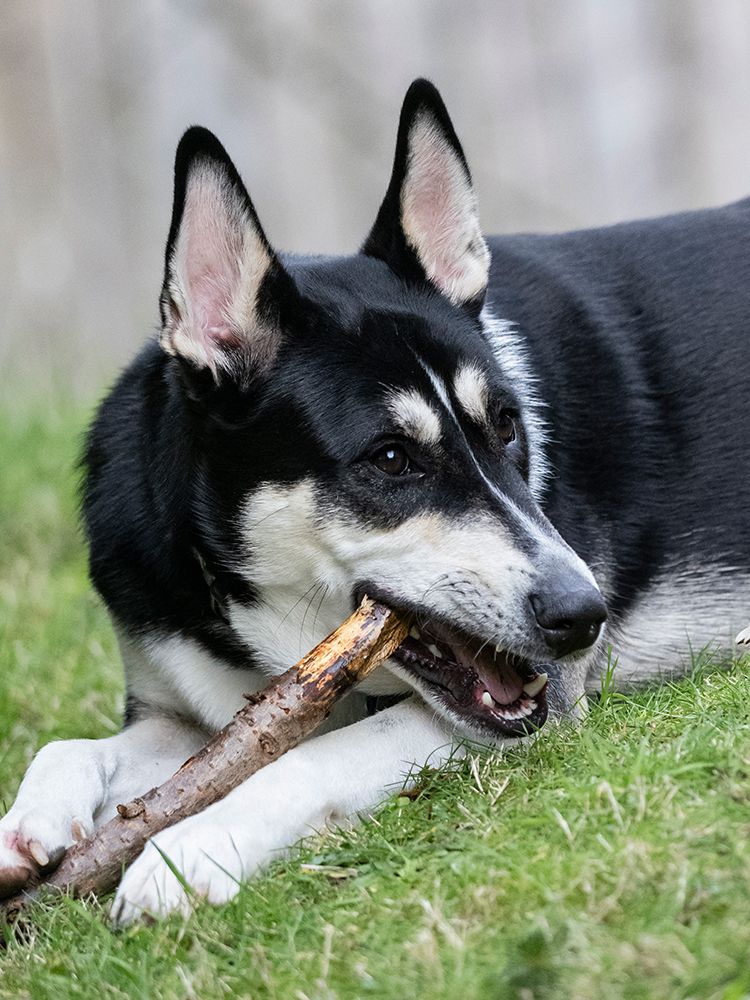 Black and white mixed breed dog portrait, chewing on a stick. art print by Merrill Images for $57.95 CAD