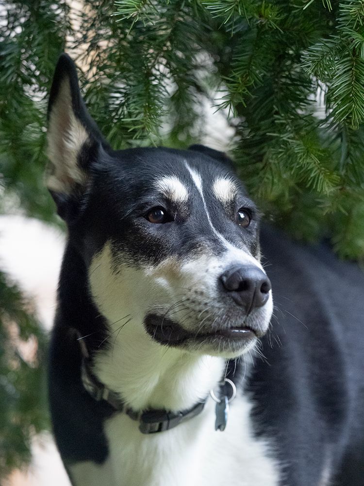 Black and white mixed breed dog portrait. art print by Merrill Images for $57.95 CAD