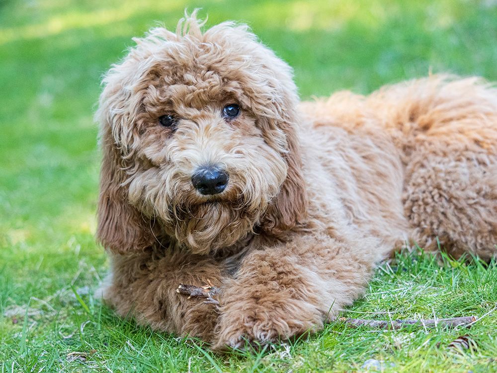 Goldendoodle dog portrait. art print by Merrill Images for $57.95 CAD