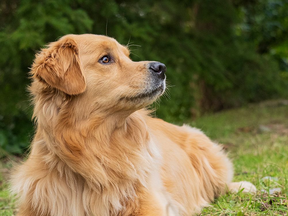 Golden Retriever dog portrait looking alert. art print by Merrill Images for $57.95 CAD