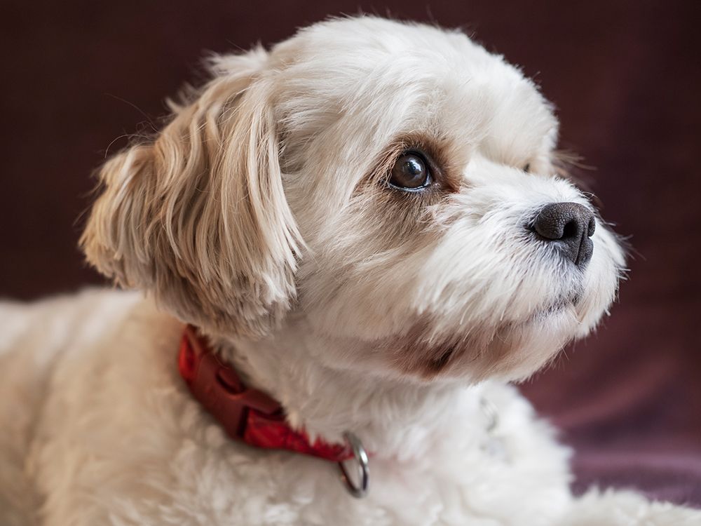 Mixed Coton de Tulear and Cavalier King Charles dog, portrait. art print by Merrill Images for $57.95 CAD