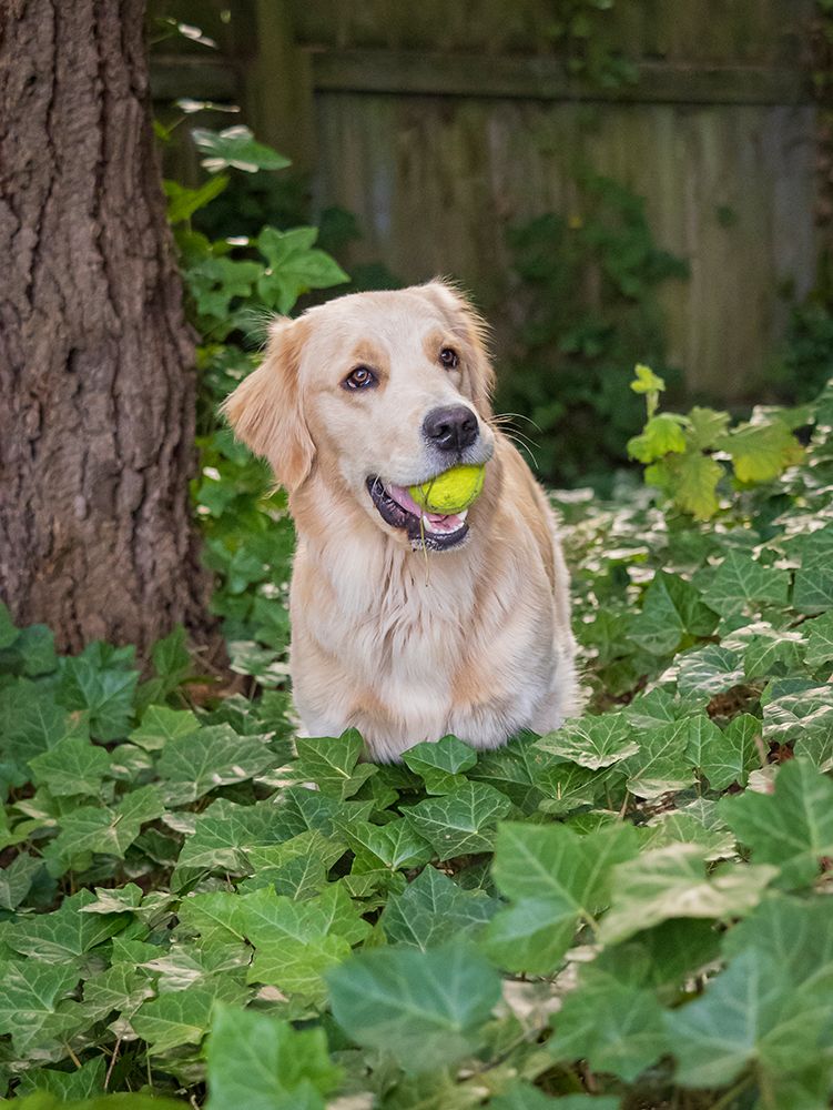 Golden Retriever dog with a tennis ball. art print by Merrill Images for $57.95 CAD
