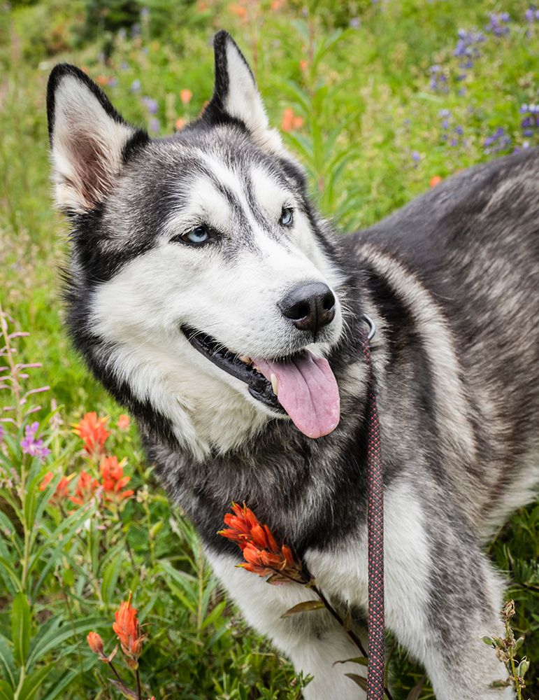 Alaskan Husky dog among wildflowers. art print by Merrill Images for $57.95 CAD