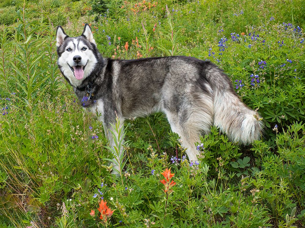 Alaskan Husky dog among wildflowers. art print by Merrill Images for $57.95 CAD