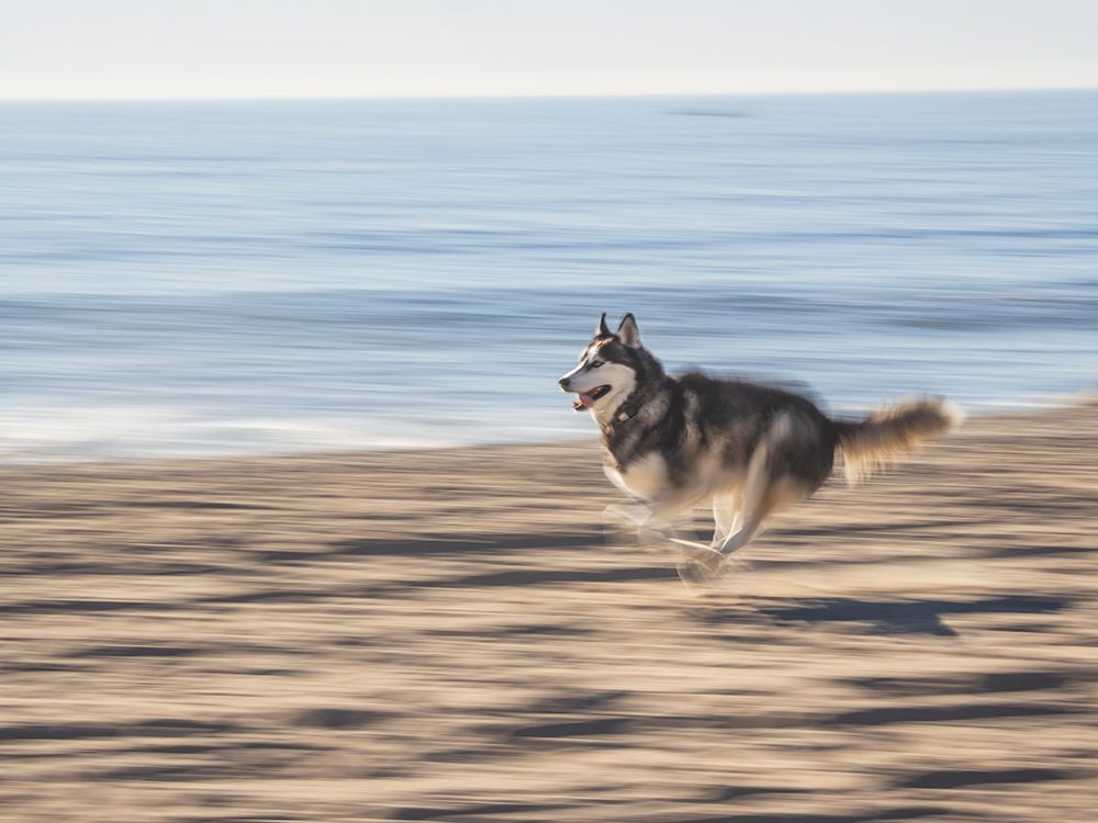 Alaskan Husky dog running on a beach. art print by Merrill Images for $57.95 CAD