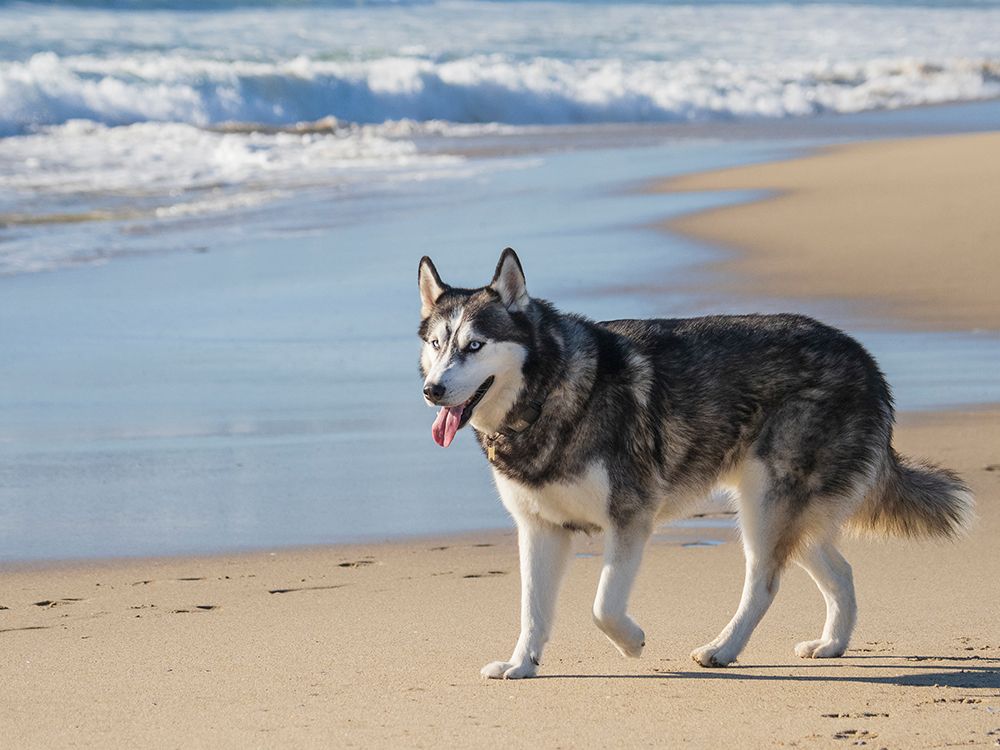 Alaskan Husky dog walking on a beach. art print by Merrill Images for $57.95 CAD