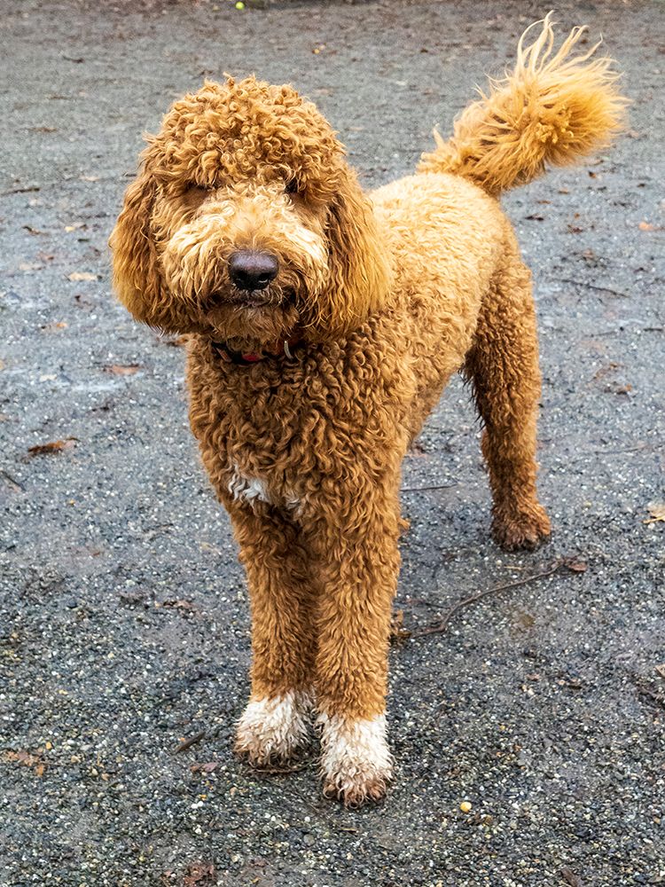 Goldendoodle dog portrait outdoors. art print by Merrill Images for $57.95 CAD