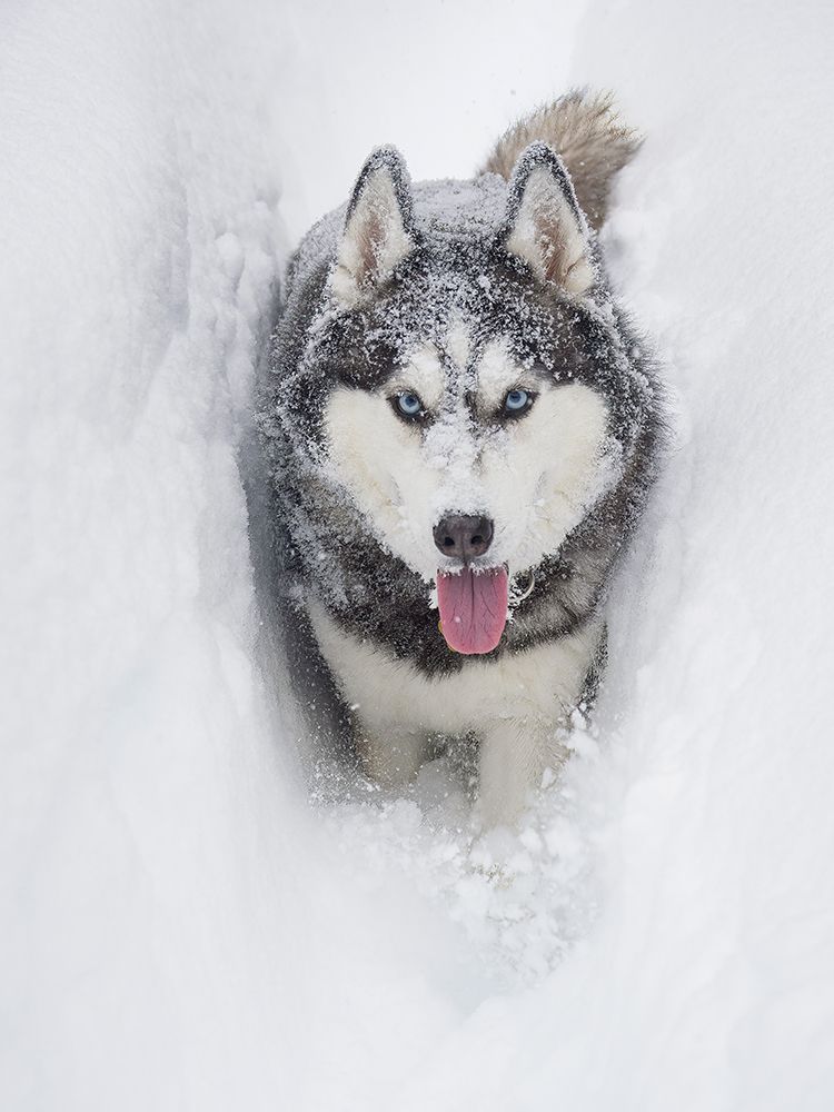 Alaskan Husky dog running through snow. art print by Merrill Images for $57.95 CAD