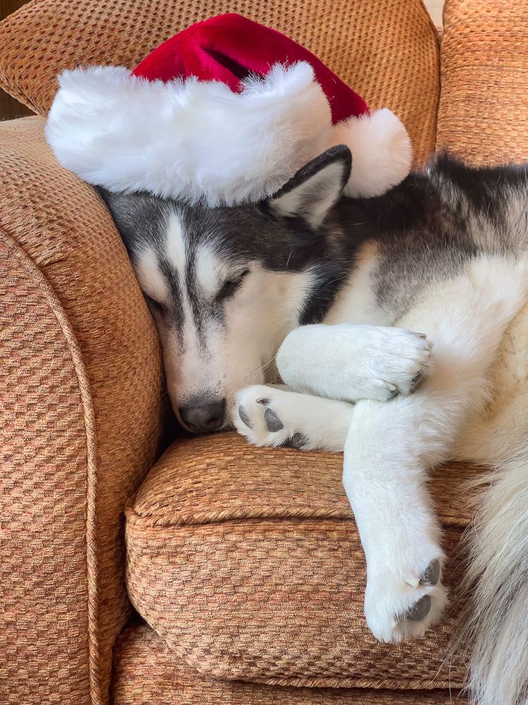 Alaskan Husky sleeping in a Santa hat. art print by Merrill Images for $57.95 CAD