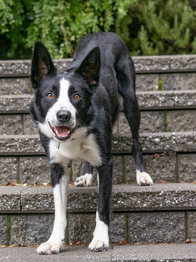Border Collie dog portrait outdoors. art print by Merrill Images for $57.95 CAD