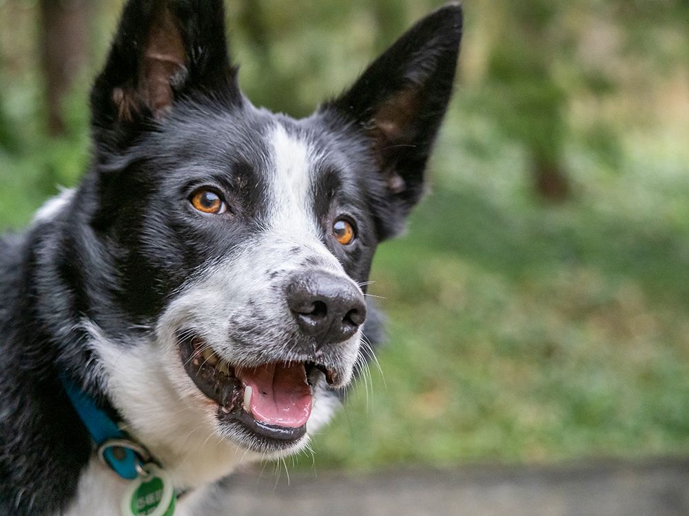 Border Collie dog portrait outdoors. art print by Merrill Images for $57.95 CAD