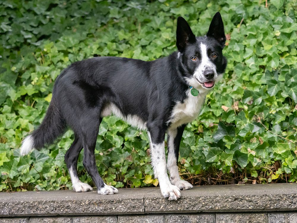 Border Collie dog portrait outdoors. art print by Merrill Images for $57.95 CAD