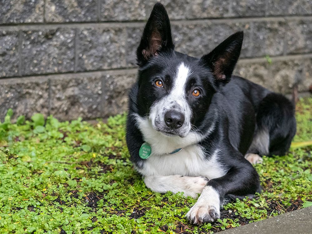 Border Collie dog portrait outdoors. art print by Merrill Images for $57.95 CAD