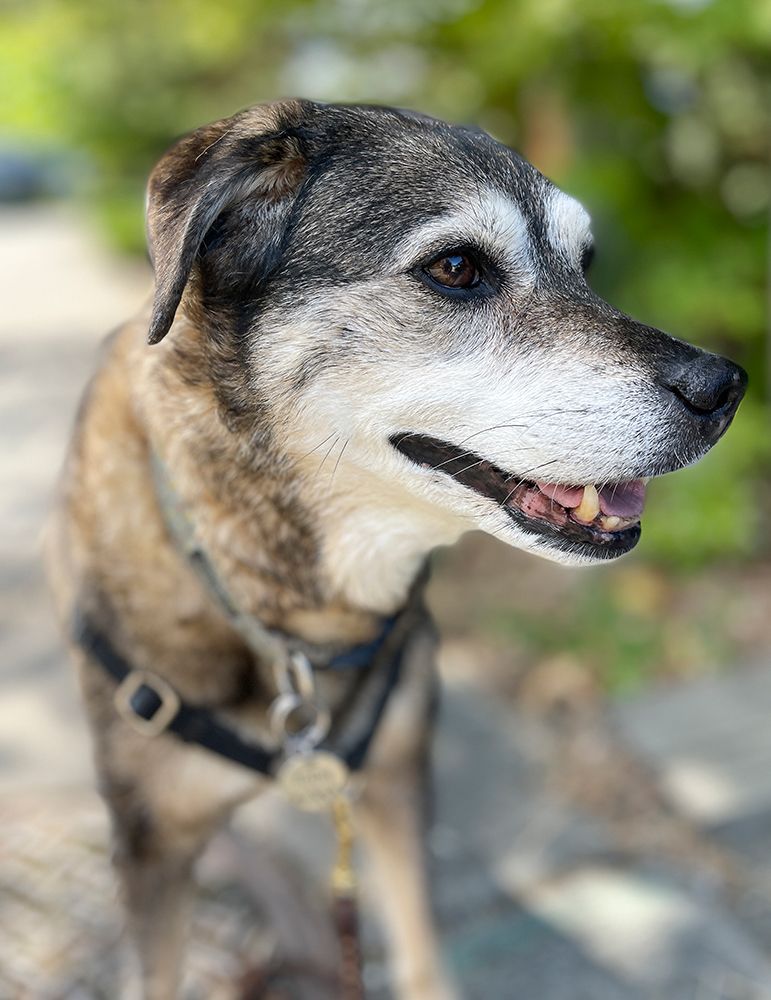 Mixed Jack Russell and Australian Cattle Dog portrait. art print by Merrill Images for $57.95 CAD