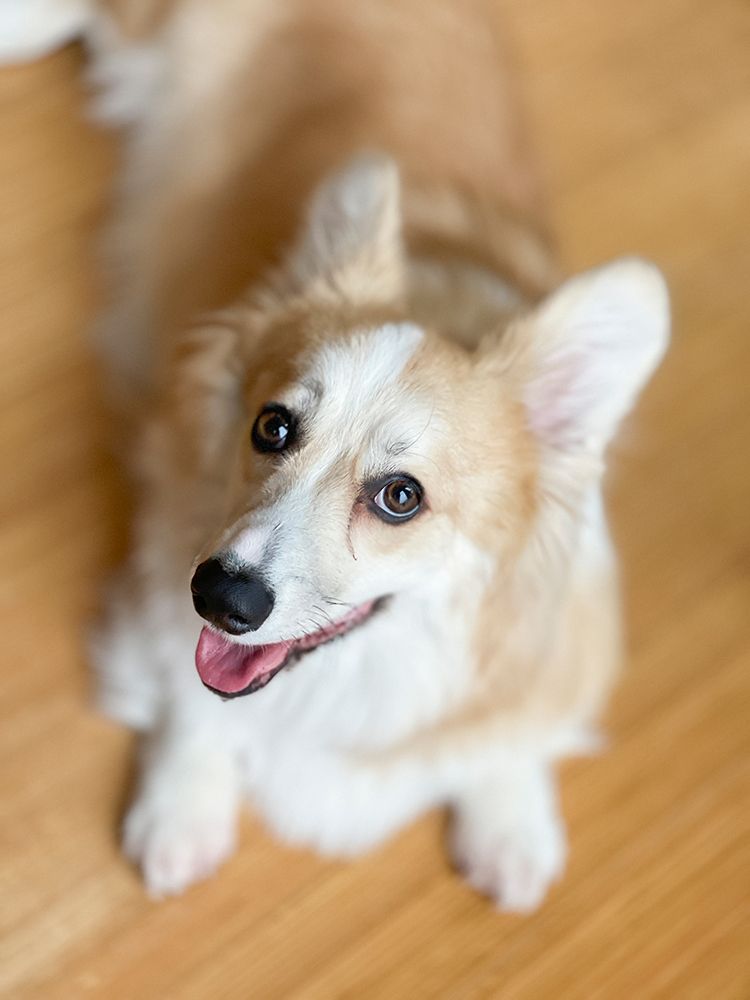 Welsh Corgi dog portrait looking up at camera. art print by Merrill Images for $57.95 CAD