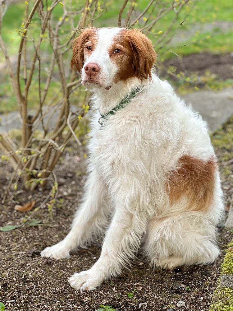 Brittany spaniel dog. art print by Merrill Images for $57.95 CAD